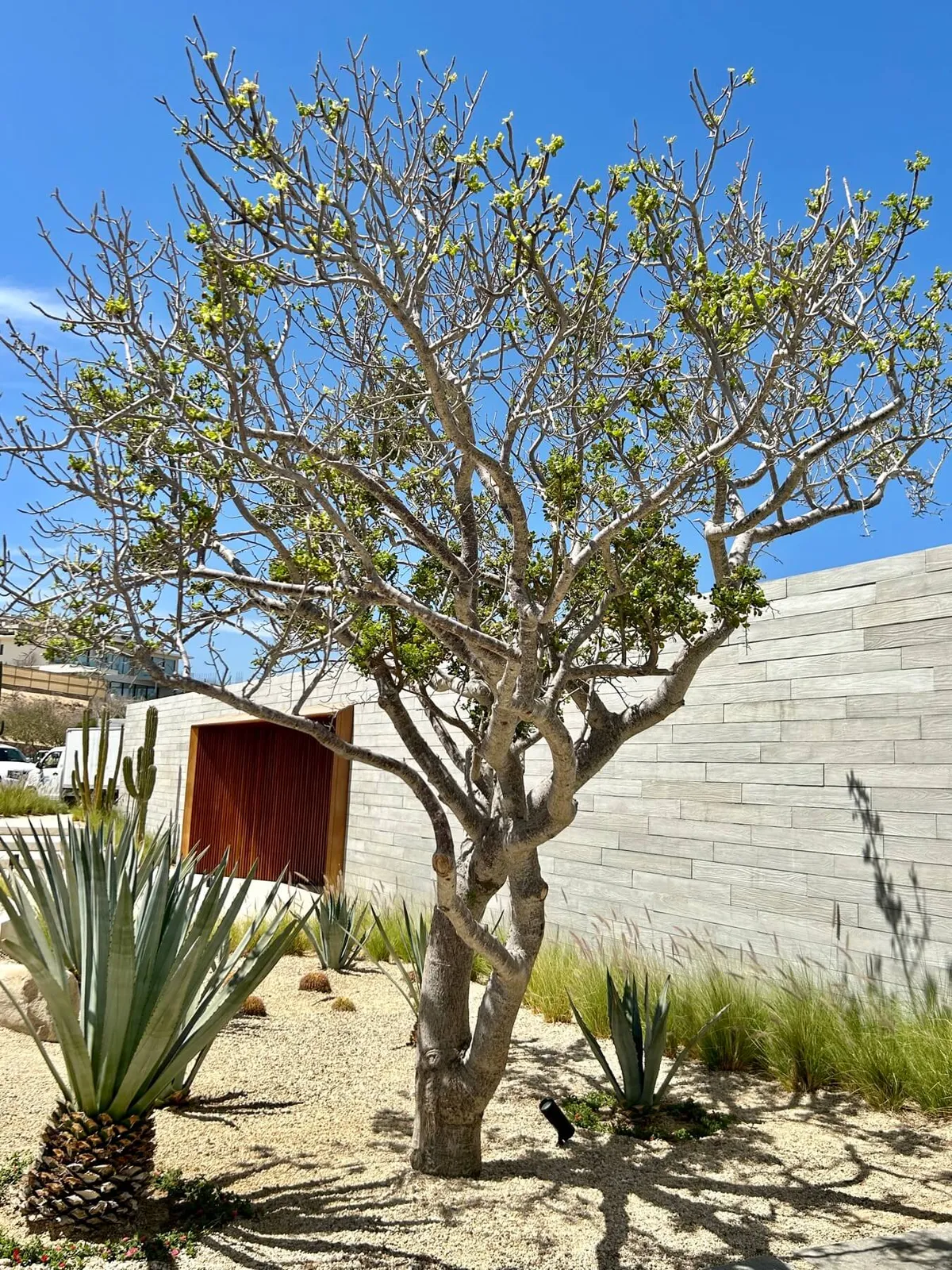 Duela de Concreto Los Cabos — imagen 5